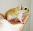 /album/gerbil/ooo-071-jpg/